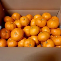 お茶目様専用　木なり完熟みかん10kgSM混合