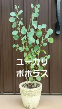 まん丸葉が可愛い♡ ユーカリ ポポラス 鉢植え 苗 シンボルツリー