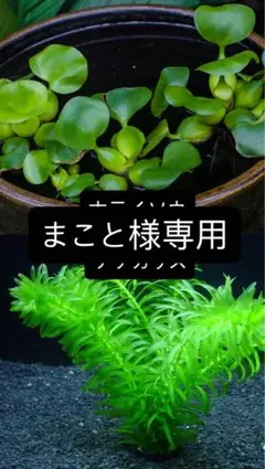 まこと様専用ホテイソウ12株アナカリス20本