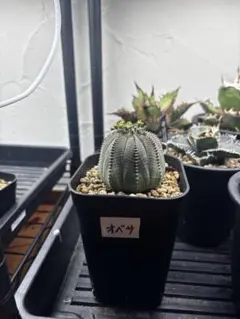 セファロタス Big Boy(ビッグボーイ)B 食虫植物 【匿名配送】 - メルカリ