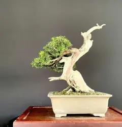 樹高15㎝　石付き　野薔薇　雅　鉢　一蒼　小品　盆栽　真柏　黒松　五葉松　梅　桜 樹高15㎝ 石付き 野薔薇 雅 鉢 一蒼 小品 盆栽 真柏 黒松 五葉松 梅 桜