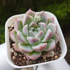 Masa様 リクエスト 2点 まとめ商品