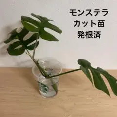 モンステラ「デリシオーサ」 トップカット 発根済み - メルカリ