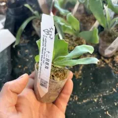 2025年最新】マイアミタツタの人気アイテム - メルカリ