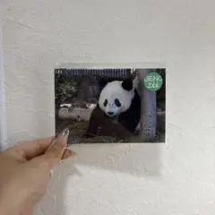 上野動物園 シャンシャン ステッカー 5枚セット - メルカリ
