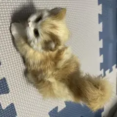 猫 ぬいぐるみ リアル マスコット