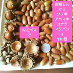 各種どんぐり　100個以上　コナラ　シラカシアカガシ　クヌギ　アベマキ　帽子