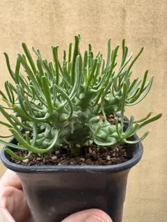 輸入苗 opuntia grandiskk 1985 オプンチア サボテン - メルカリ