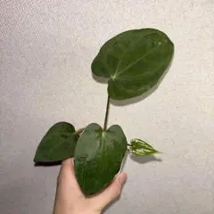 Anthurium AOS✖️RVDP斑入り - メルカリ