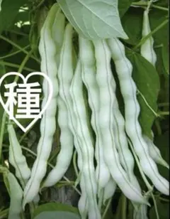 採れたて新鮮 白インゲン800g - メルカリ