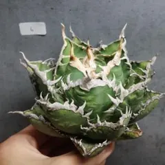現物】 アガベ チタノタ 金剛 キングコング 超良血統 2年経過 鉢植え