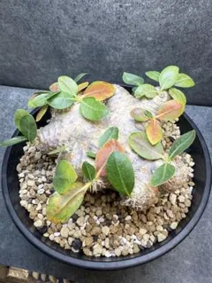 2025年最新】ブレビカウレ 現地球の人気アイテム - メルカリ