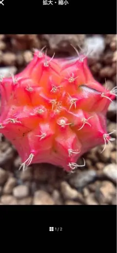 【現物】丸サボテン　ギムノカリキウム　緋牡丹錦 2.5cm 抜き苗のサムネイル