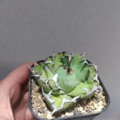 2025年最新】オテロイ オアハカの人気アイテム - メルカリ