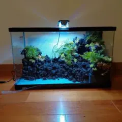 滝の流れるアクアテラリウム 15cmキューブ水槽 - メルカリ