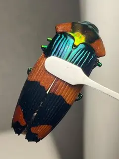 MAX級】イボハダオサムシ 青緑 マイマイカブリ ハンミョウアイヌキン