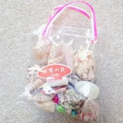 貝殻詰め合わせ