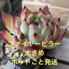 38【現品2枚目〜カット】多肉「チーズブルーベリー」チョー可愛い