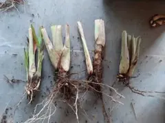 チャオ様 リクエスト 3点 まとめ商品