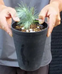 1月入荷 100粒+ マルチネスピニョンマツ 種 種子 証明書あり2807 1月入荷 100粒+ マルチネスピニョンマツ 種 種子 証明書あり2807