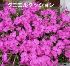 tfrumi様 リクエスト 3点 まとめ商品