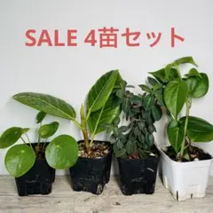 SALE 4苗セット