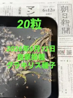 2026年最新】グラキリス 現地球の人気アイテム - メルカリ