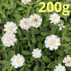 ヒメキランソウ白 2026年最新】ヒメキランソウの人気アイテム - メルカリ