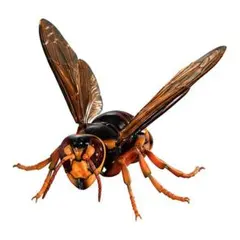いきもの大図鑑　アドバンス　キイロスズメバチ　　ガチャのサムネイル