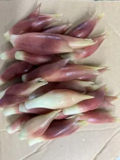 みょうが500g プリン様専用