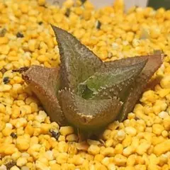 多肉植物　ハオルチア ダルマ竜鱗　752のサムネイル