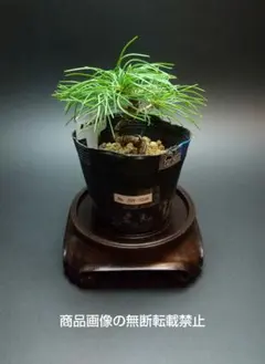 2025年最新】小品盆栽五葉松の人気アイテム - メルカリ