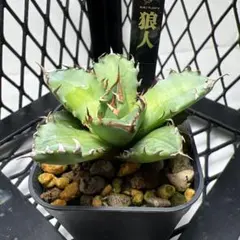 2026年最新】狼人 アガベの人気アイテム - メルカリ