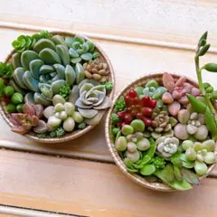 ④【メルカリ便】多肉植物　寄せ植え　そのまま飾れる　セダム【2個】