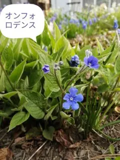 スヌーピー様 リクエスト 2点 まとめ商品