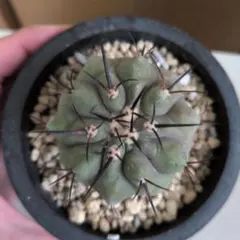 ■Copiapoa cinerea コピアポア・シネレア 黒王丸 実生のサムネイル