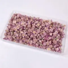 【no.070】かすみ草　ドライフラワー　約400粒