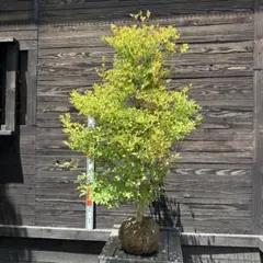 ドウダンツツジ/大株【現品発送】管理80559 - メルカリ