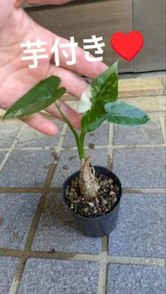 2025年最新】スキスマトグロッティスの人気アイテム - メルカリ