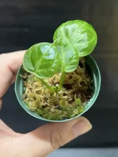 nana@植物love♡様 リクエスト 4点 まとめ商品