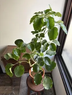 2026年最新】シェフレラ マルコの人気アイテム - メルカリ