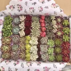 多肉植物　20品種カット苗詰め合せ　1セットのみ　23cm×17cmネコポス発送