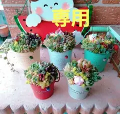 2026年最新】多肉植物 寄せ植え そのまま飾れるの人気アイテム - メルカリ