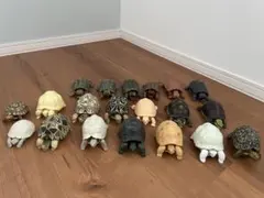 いきもの大図鑑　カメ