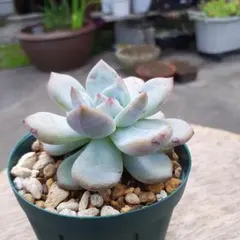 多肉植物　サブリム　◇抜き苗◇ サブリム 多肉植物 抜き苗 - メルカリ