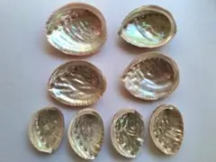 と12　日本海産天然あわび貝殻8枚まとめ売り♪送料込み♪