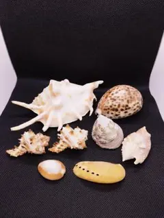 2026年最新】タカラガイの人気アイテム - メルカリ