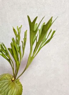 2026年最新】リドレイ 細葉の人気アイテム - メルカリ