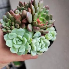 多肉植物♡カット苗:*ꕤ*.゜ - メルカリ