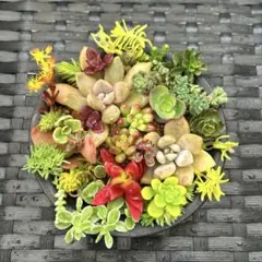 多肉セダム　詰め合わせ　カット挿し穂　土日限定